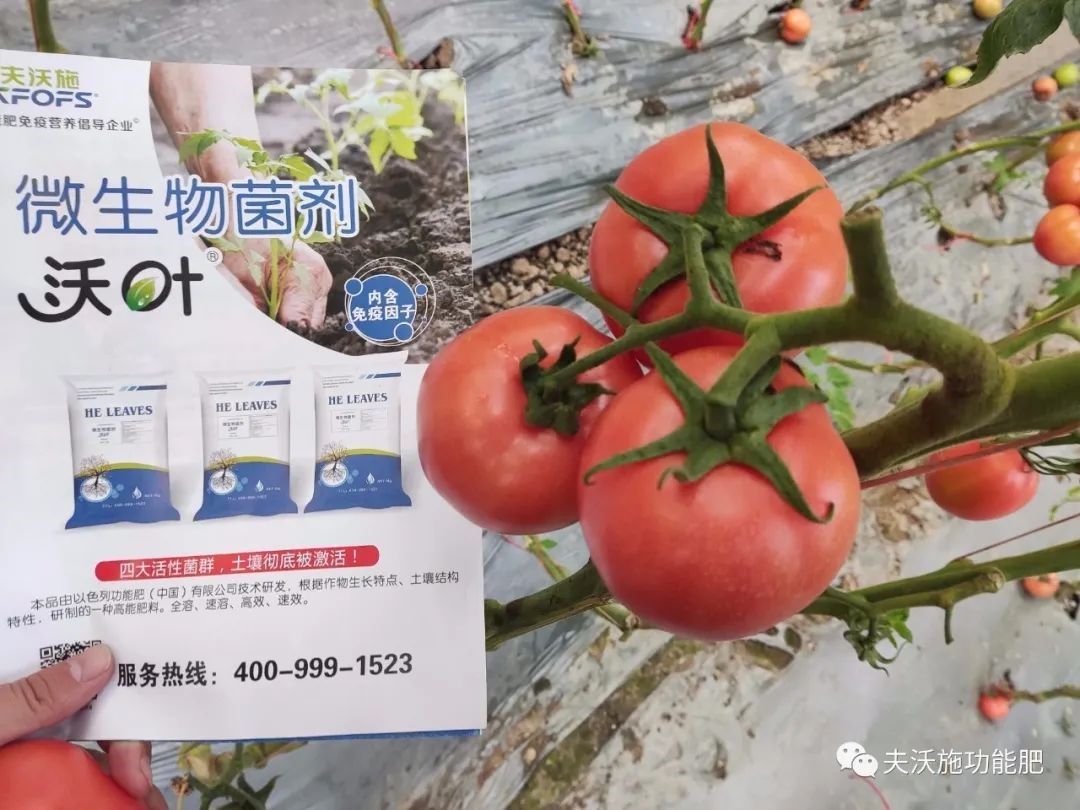 微生物菌劑選哪家？