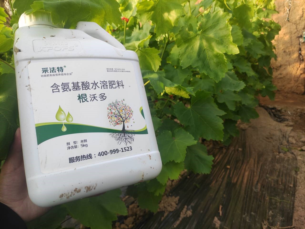 水溶肥選哪家？李總認(rèn)可采法特
