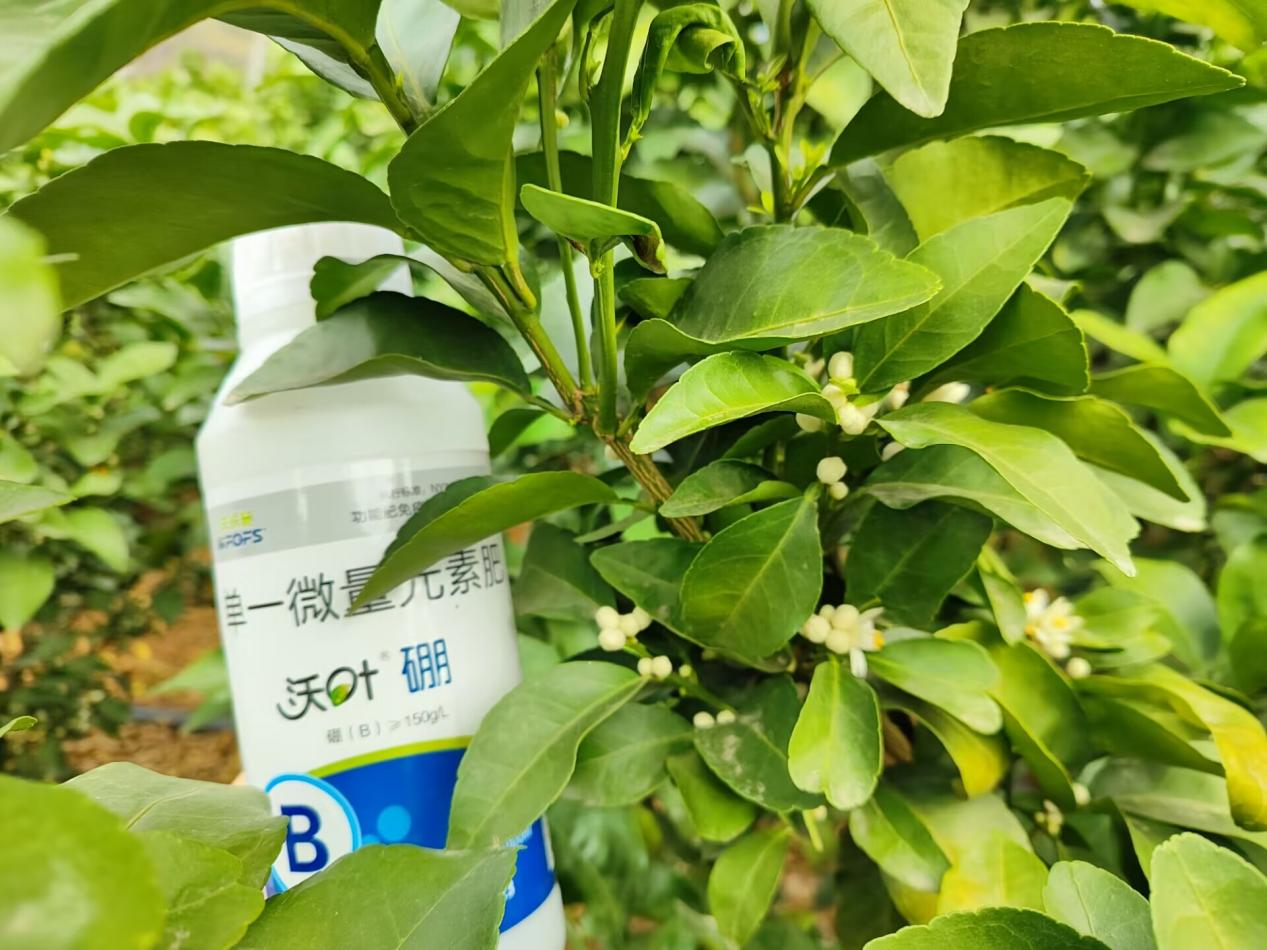 水溶肥在柑橘上的效果怎么樣？夫沃施柑橘案例