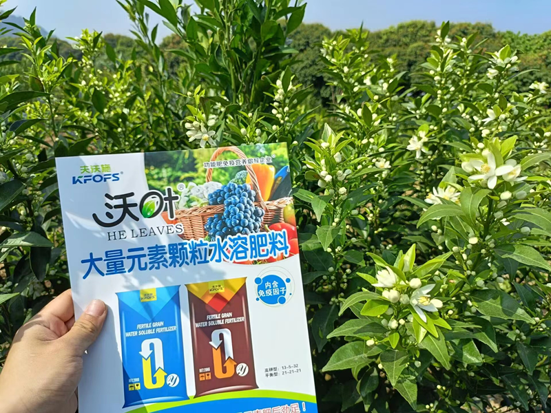 沃柑用什么效果好？夫沃施案例