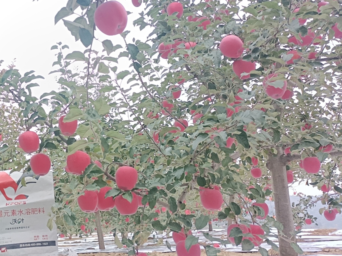 蘋果樹用什么肥料好？甘肅案例