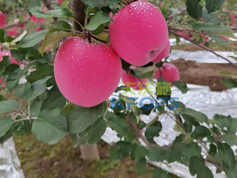 蘋(píng)果樹(shù)用什么肥料好-蘋(píng)果用夫沃施產(chǎn)品效果.png