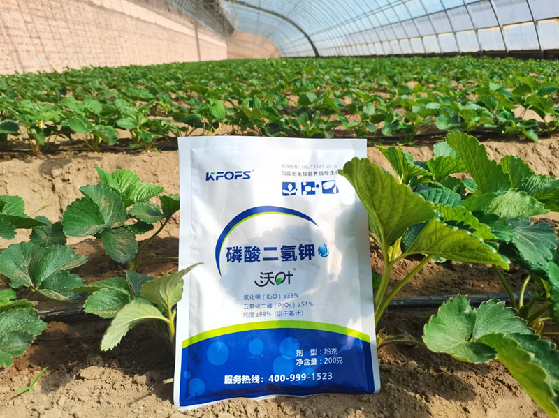 種草莓用什么肥料好？
