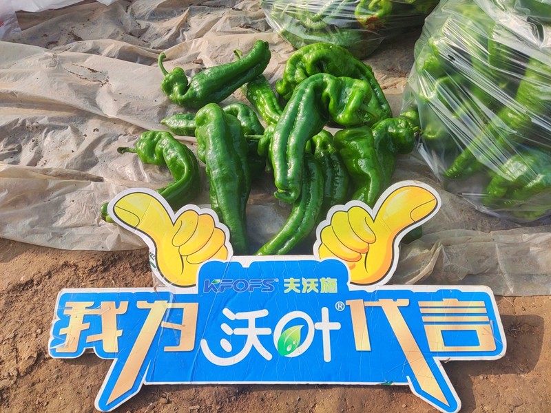 【已用】回訪時間：2022年11月20日，回訪地址：河南省永城產(chǎn)品：沃葉顆粒肥，回訪作物：辣椒使用效果：農(nóng)戶使用夫沃施沃葉顆粒肥長勢旺盛，開花多，結(jié)果量大，一個辣椒就重達(dá)半斤重 (10).jpg