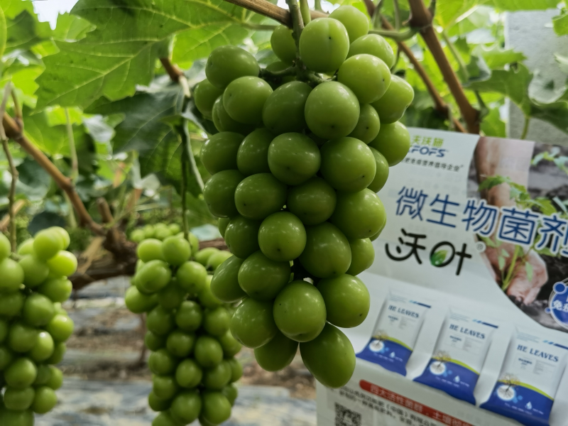 微生物菌劑哪個(gè)牌子好？李大姐認(rèn)可沃葉！