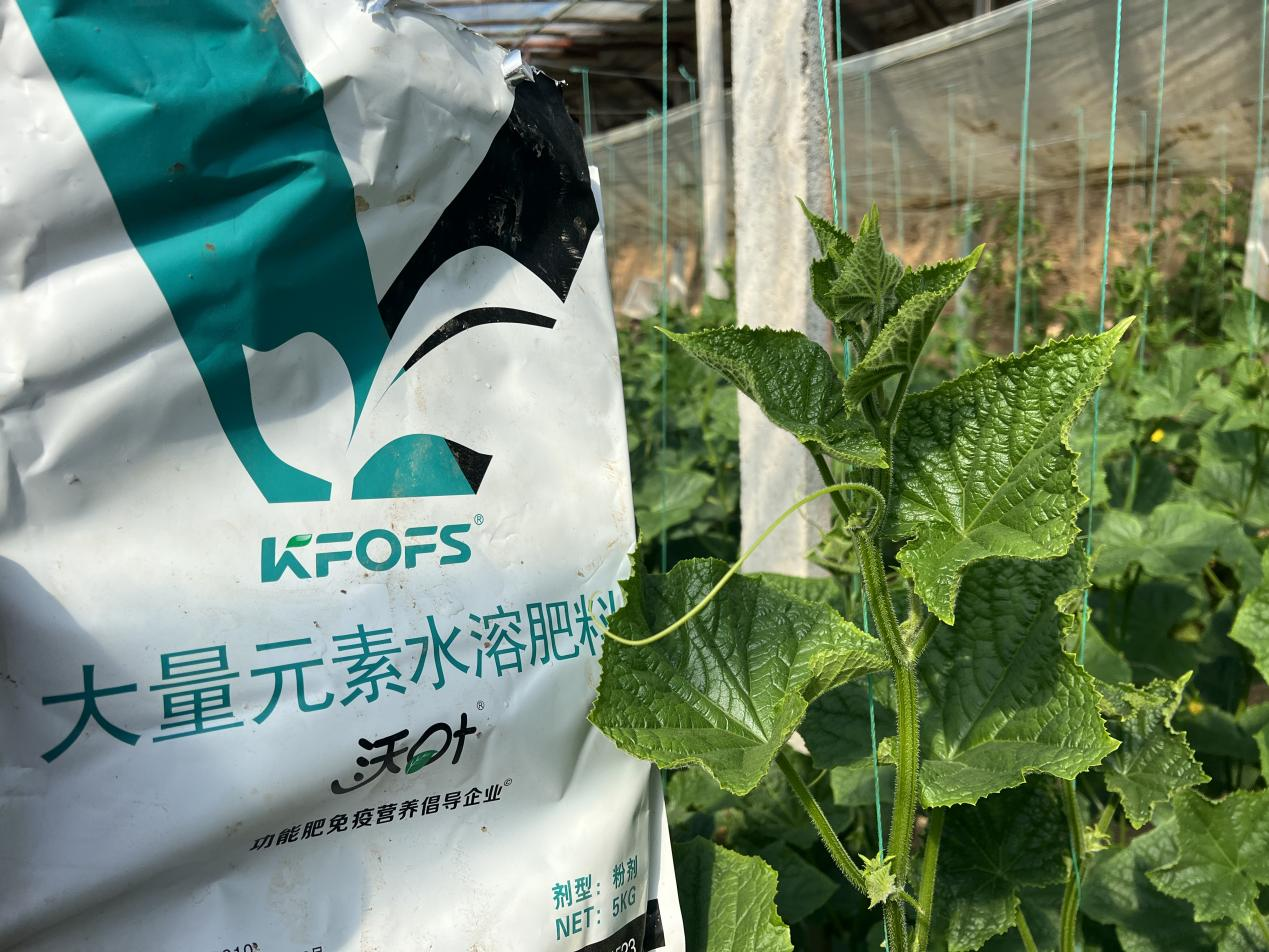水溶肥如何調理黃瓜條直黑亮下瓜快？