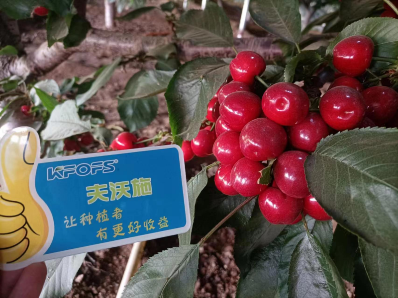 櫻桃施什么肥最大最甜？案例告訴你