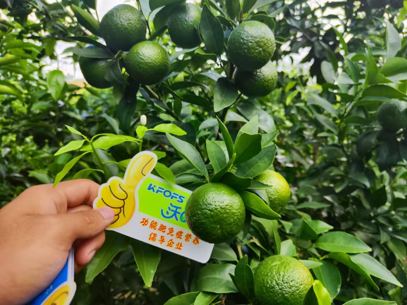 硼肥對果樹的重要性你了解嗎？