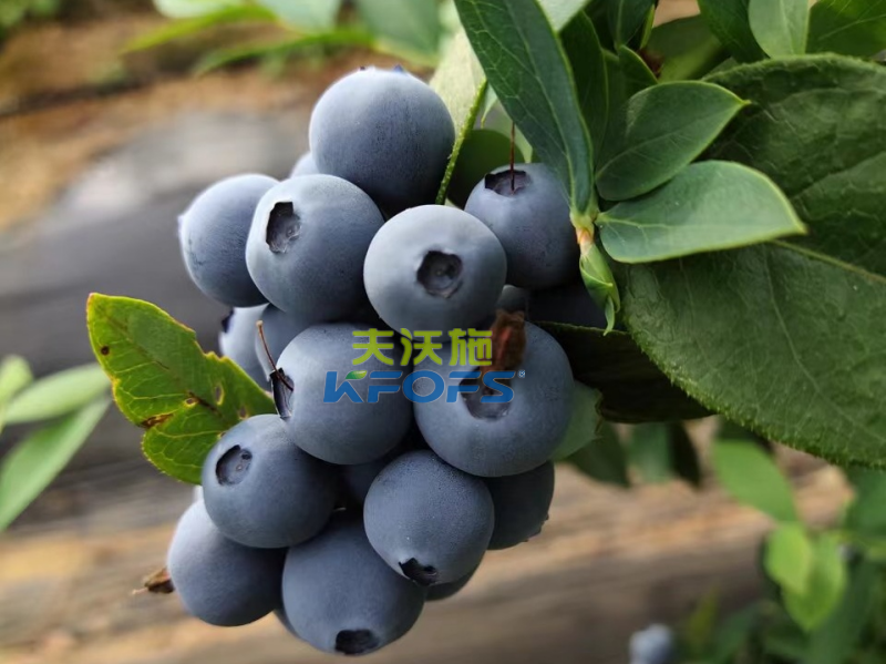 生根劑哪個好？張大哥強推沃葉根樂夫
