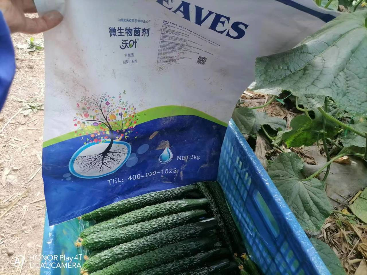 微生物菌劑用多了會燒根嗎？
