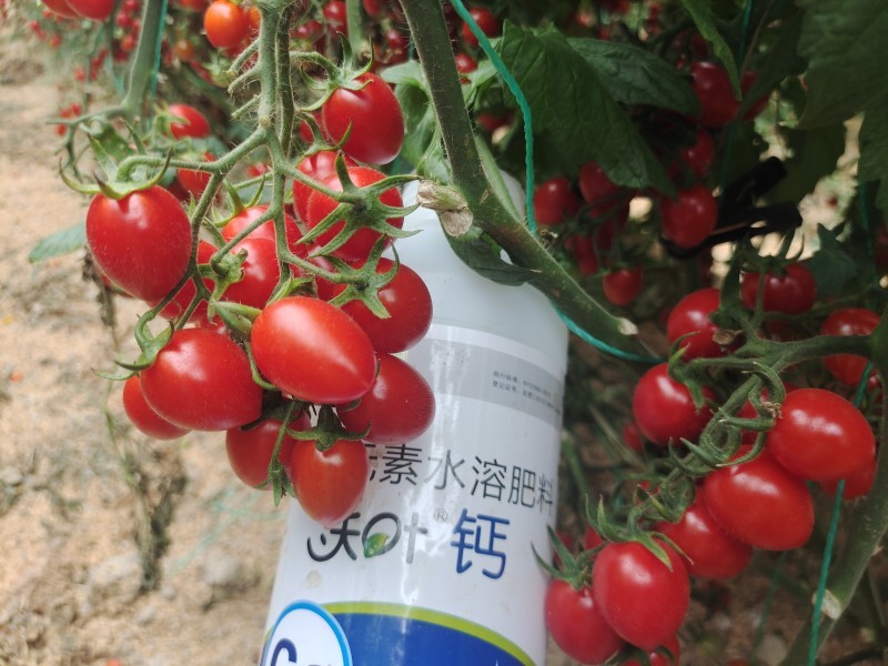 水溶肥挑選技巧掌握了，種啥都中