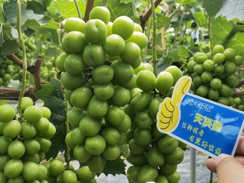 【已用】2022年7月21日，回訪地址：江蘇鹽城使用產(chǎn)品沃水寶粉劑，回訪作物：陽(yáng)光玫瑰使用效果：使用沃水寶粉劑陽(yáng)光果粒均勻糖度高，穗型緊湊，膨果均勻，沒(méi)有大小?，F(xiàn)象，單果粒重量以經(jīng)達(dá)到16克 (5).jpg