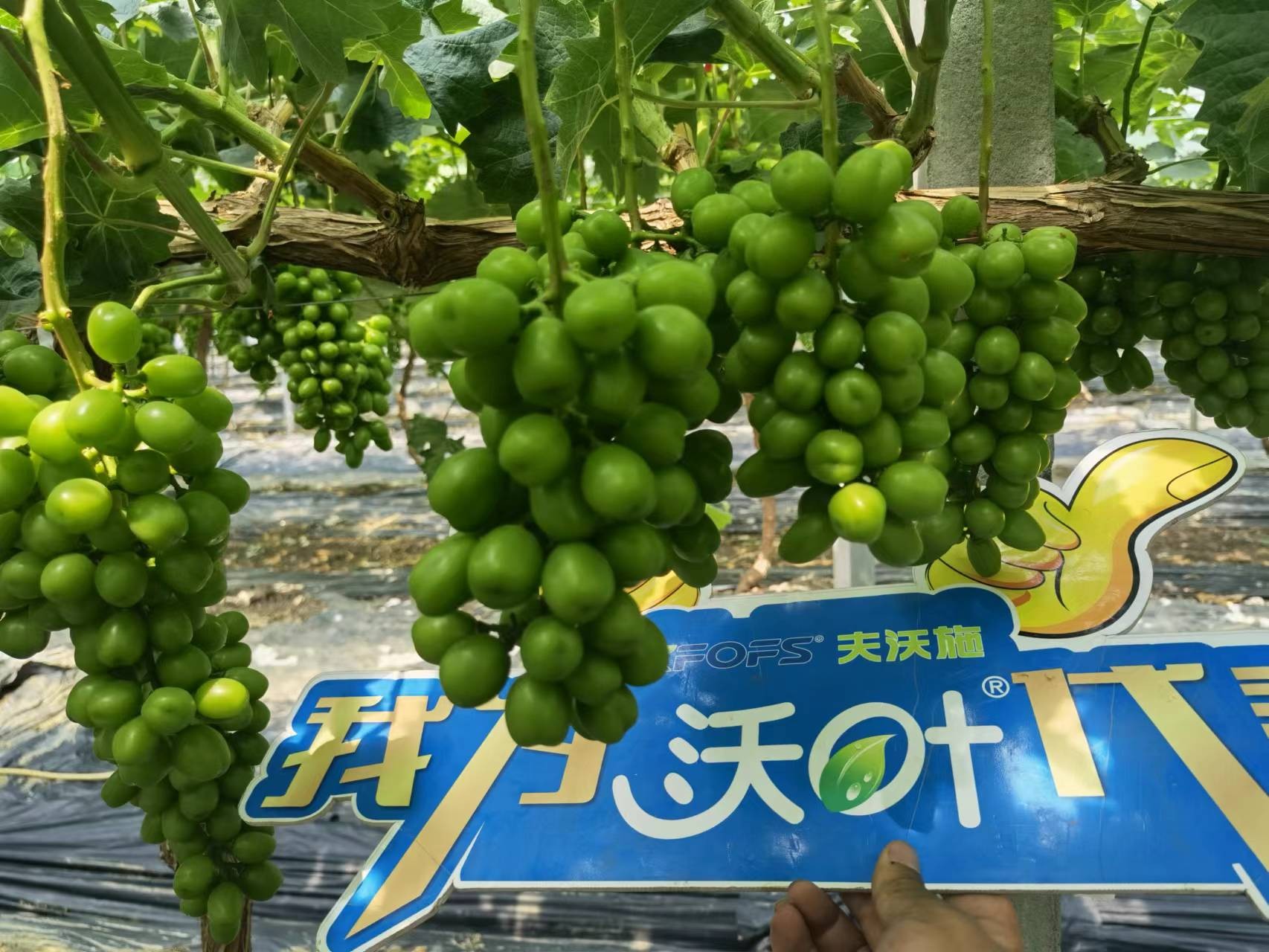 回訪時(shí)間：2022年6月26日，回訪地址：江蘇鹽城大豐使用產(chǎn)品：沃葉整套系列產(chǎn)品，回訪作物： 陽(yáng)光玫瑰使用效果：全程使用沃葉陽(yáng)光玫瑰，樹(shù)勢(shì)健壯，葉片寬大濃綠、肥厚。果穗漂亮，預(yù)計(jì)畝產(chǎn)6000斤。 (9).jpg