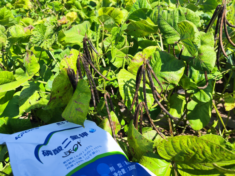 葉面肥在綠豆效果怎么樣？