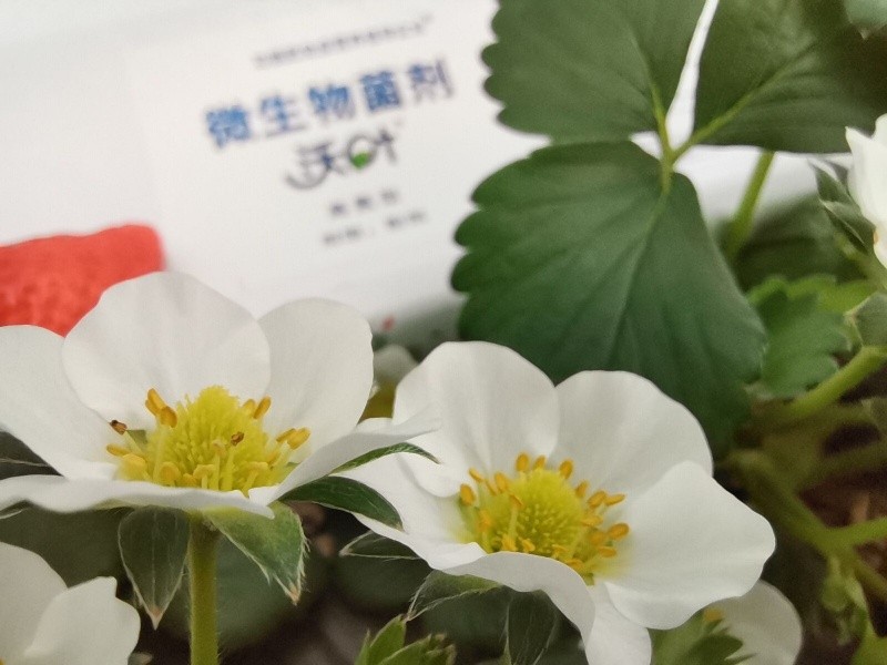 微生物菌劑為什么選沃葉？這篇文章有答案