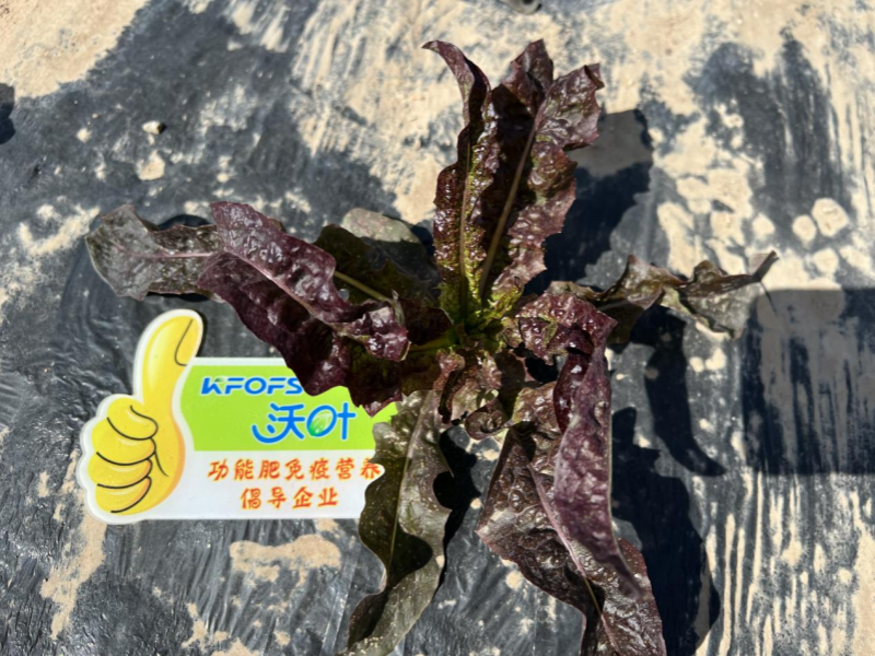水溶肥合理搭配,助力萵苣高產