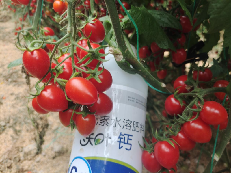 鈣肥有哪些？