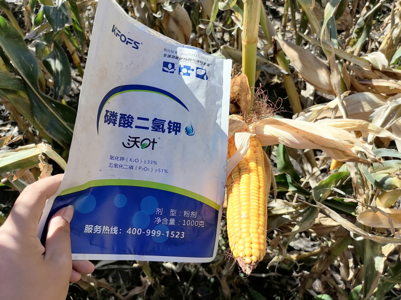 磷酸二氫鉀在玉米上效果怎么樣？