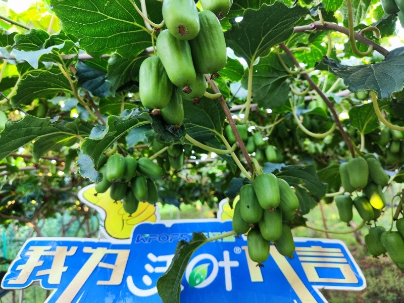 葉面肥效果怎么樣？看這篇