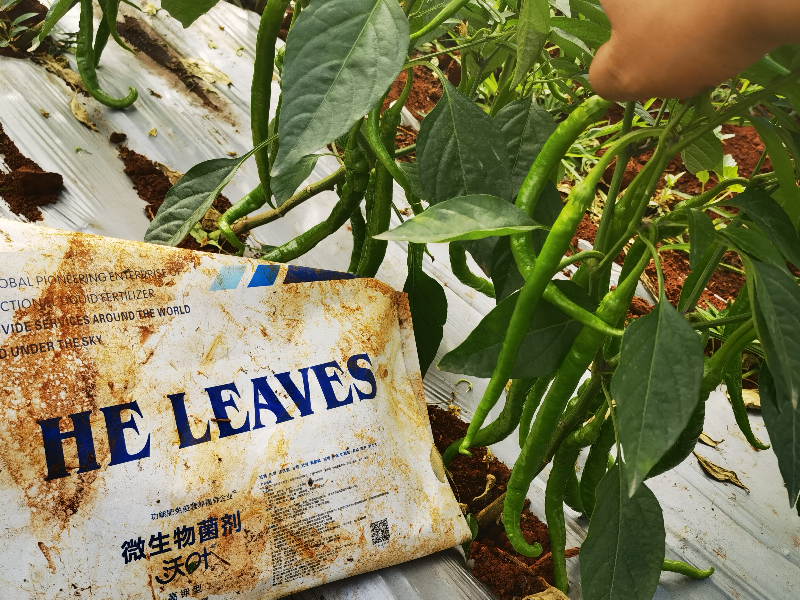 微生物菌劑在辣椒上效果怎么樣？