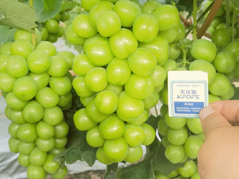 種植葡萄技術(shù)，這3點(diǎn)一定要掌握