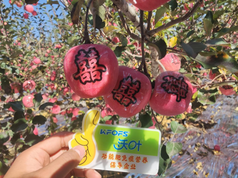 水溶肥調(diào)理果樹老化黃化問(wèn)題