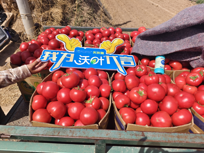 西紅柿施肥用什么肥料好？