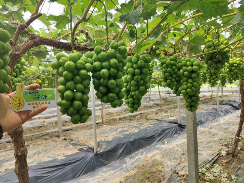 陽光玫瑰葡萄施肥方案，附詳細(xì)表格