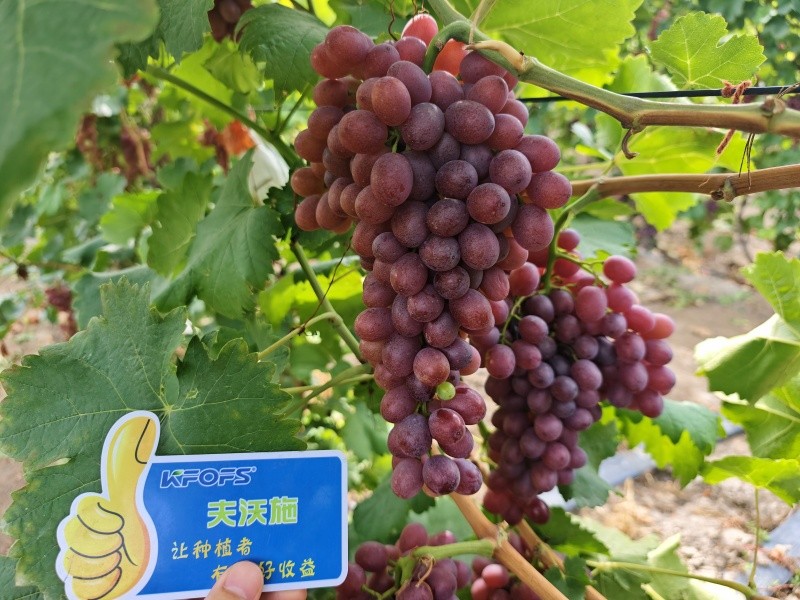 微生物菌劑的作用，你知道嗎？