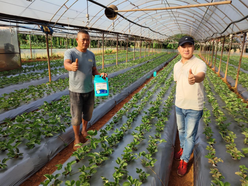 草莓施肥用什么肥料好？