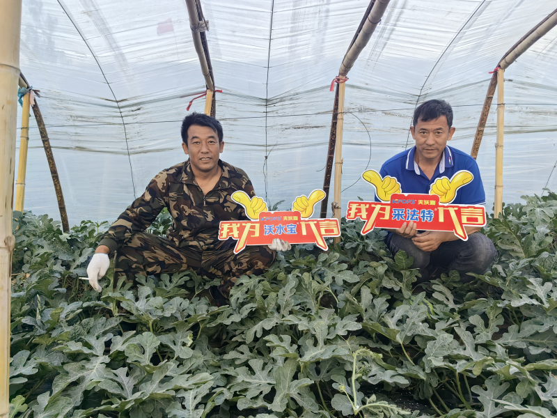 微生物菌劑的作用與功效，一起剖析