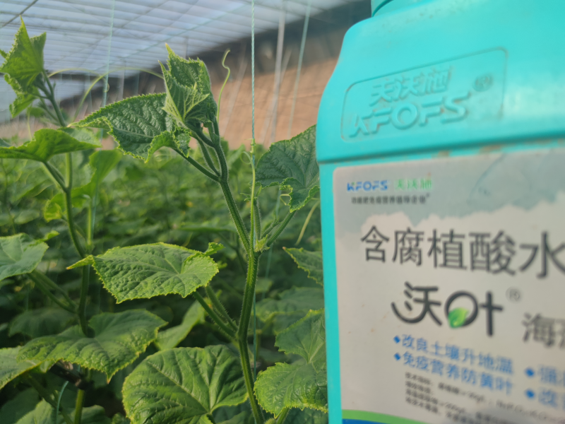 魚蛋白水溶肥什么時候用？