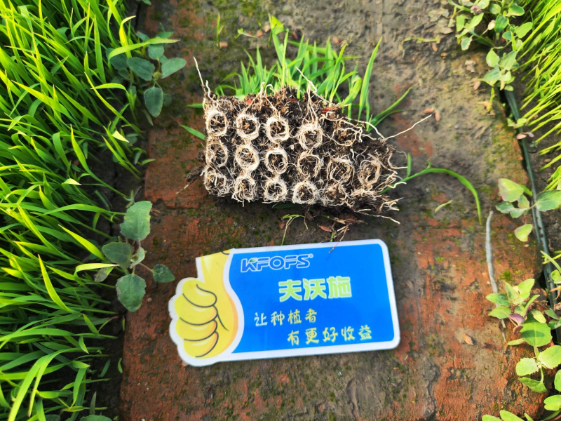 生根劑的正確使用方法，看完漲知識