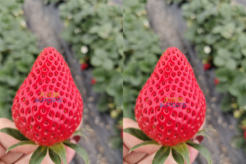 草莓施什么肥料果大？