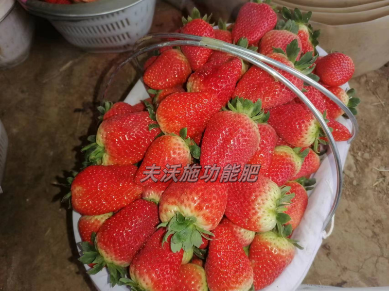 草莓上什么肥料結的好-沃葉水溶肥系列1.png