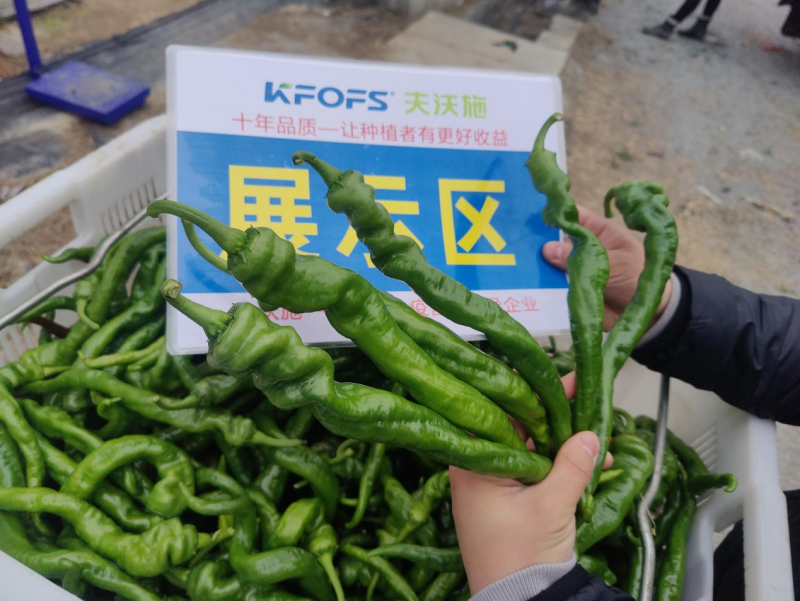 辣椒用什么肥料？