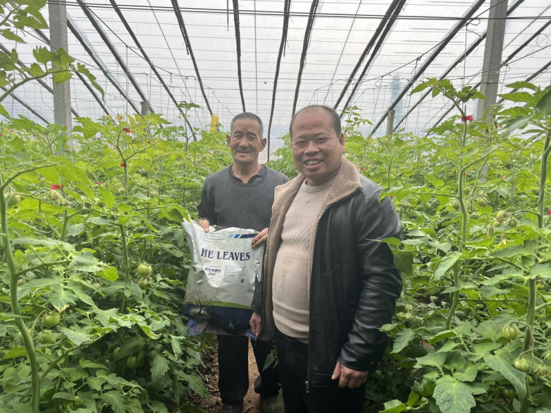 西紅柿怎么施肥？