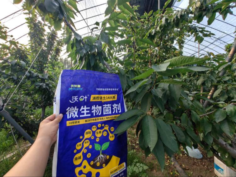 櫻桃樹施肥用什么肥料？