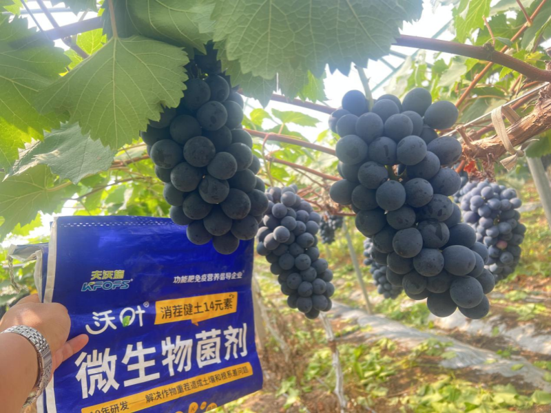 葡萄樹(shù)施什么肥—葡萄用沃葉消茬健土14元素效果.png