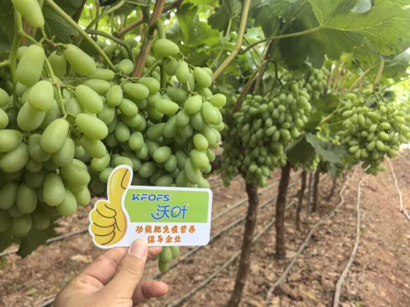 葡萄樹施什么肥？