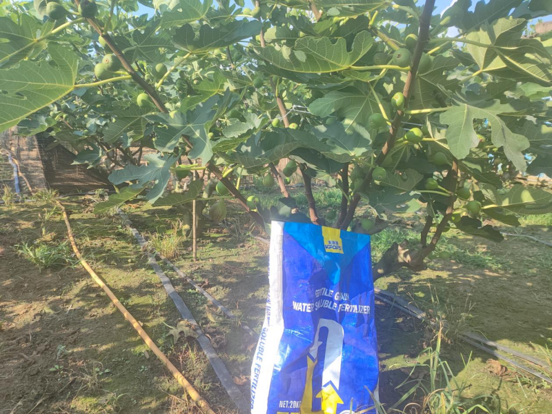 水溶肥&mdash;無花果用沃葉水溶肥效果.png