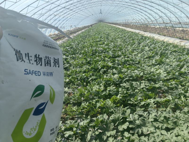 微生物菌劑-西瓜采法特微生物菌劑效果.png