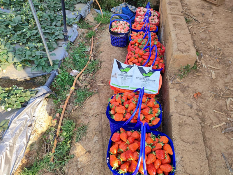 草莓施肥用什么肥料好？