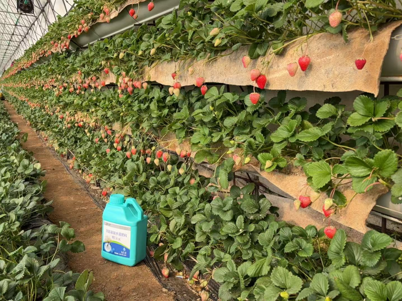 草莓各個時期的施肥方案-草莓用沃葉水溶肥效果.png