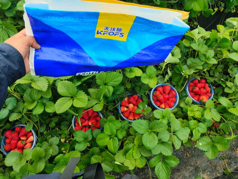 草莓各個時期的施肥方案-草莓用沃葉水溶肥效果3.png