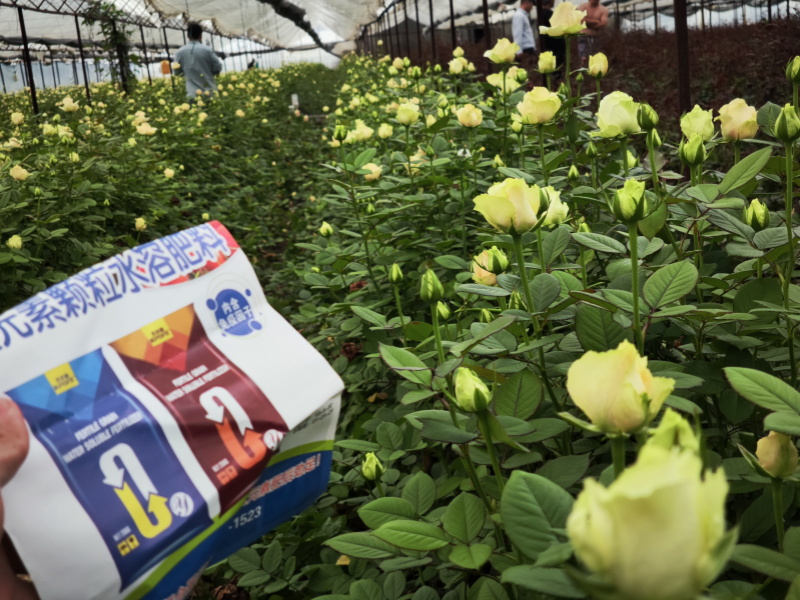 玫瑰花施什么肥比較好