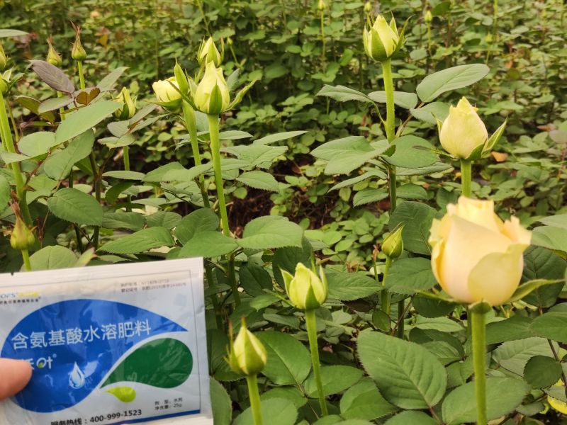 玫瑰花施什么肥比較好-玫瑰用沃葉水溶肥效果1.png