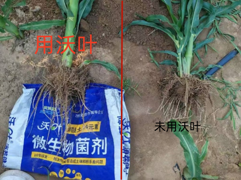 微生物菌劑怎么使用-玉米用沃葉消茬健土14元素對比效果.png