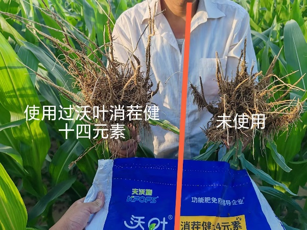 微生物菌劑怎么使用-玉米用沃葉消茬健土14元素對比效果1.png