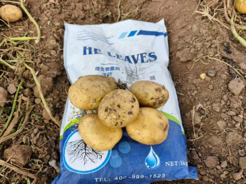 微生物菌劑怎么使用-土豆用沃葉微生物菌劑效果.png